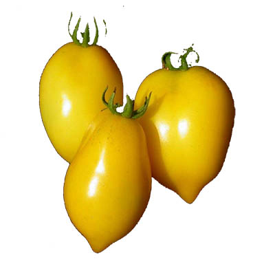 pomodori_gialli
